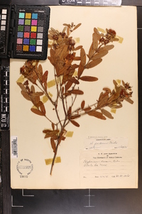 Hypericum frondosum image