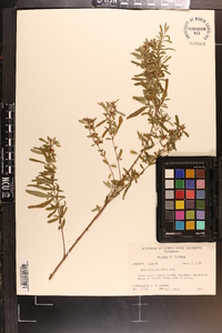 Hypericum galioides image