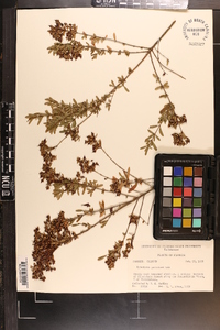 Hypericum galioides image