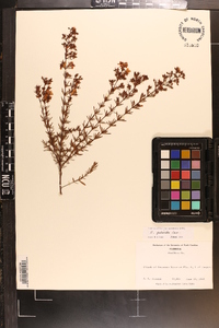 Hypericum galioides image