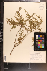 Hypericum galioides image