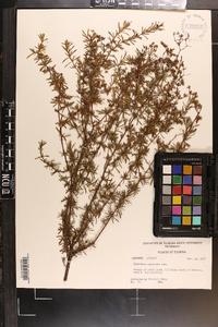 Hypericum galioides image