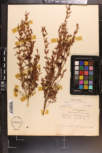 Hypericum galioides image