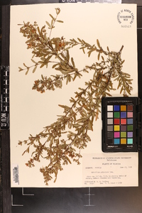 Hypericum galioides image