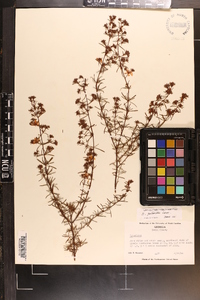 Hypericum galioides image