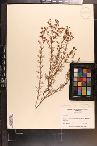 Hypericum galioides image