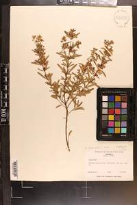 Hypericum galioides image