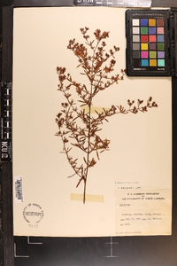 Hypericum galioides image