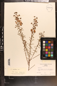 Hypericum galioides image