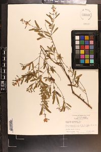 Hypericum galioides image