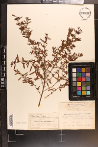 Hypericum galioides image