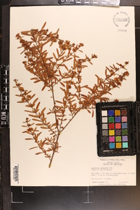 Hypericum galioides image