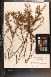 Hypericum galioides image