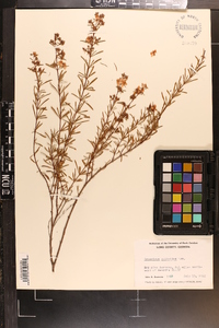 Hypericum galioides image