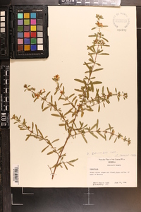 Hypericum galioides image