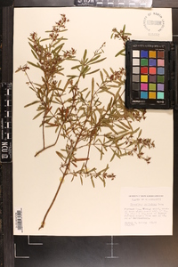 Hypericum galioides image