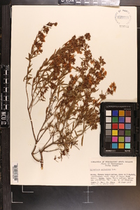 Hypericum galioides image