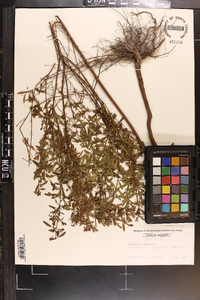 Hypericum galioides image