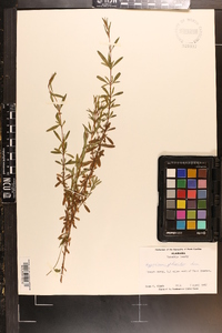 Hypericum galioides image