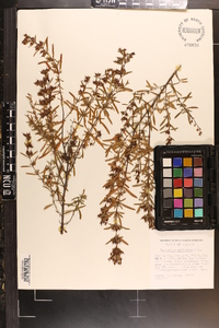 Hypericum galioides image