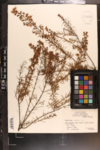 Hypericum galioides image