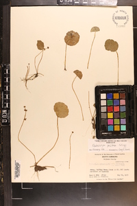 Hydrocotyle prolifera image