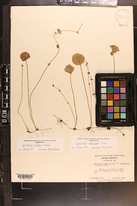 Hydrocotyle prolifera image