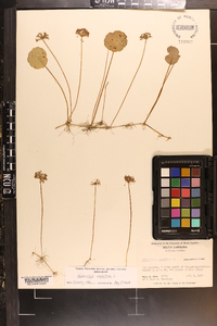 Hydrocotyle umbellata image