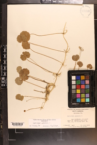 Hydrocotyle umbellata image