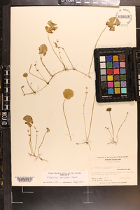 Hydrocotyle verticillata image