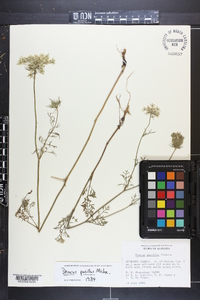 Daucus pusillus image