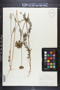 Daucus pusillus image