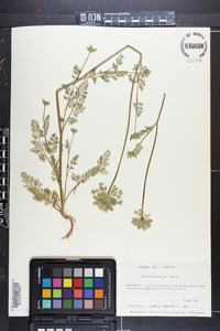 Daucus pusillus image