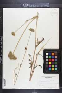 Daucus pusillus image