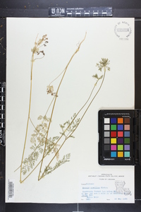 Daucus pusillus image