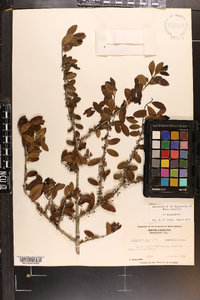 Ilex vomitoria image