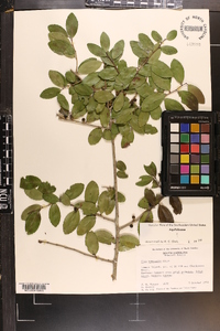 Ilex vomitoria image