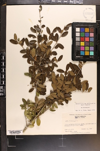 Ilex vomitoria image