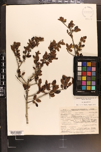 Ilex vomitoria image