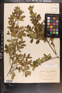 Ilex vomitoria image