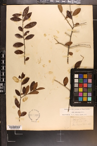 Ilex vomitoria image