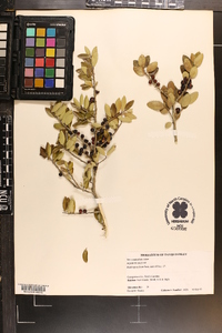 Ilex vomitoria image