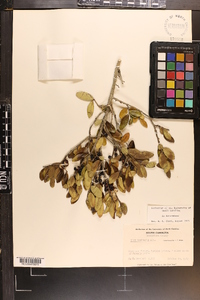 Ilex vomitoria image