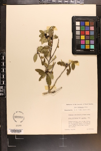 Ilex vomitoria image