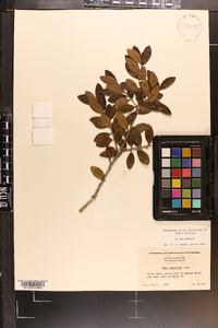 Ilex vomitoria image