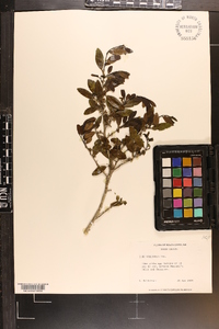 Ilex vomitoria image