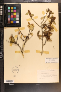 Ilex vomitoria image