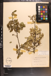 Ilex vomitoria image