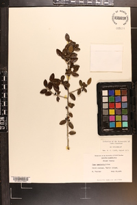 Ilex vomitoria image