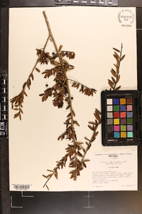 Ilex vomitoria image